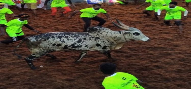 alanganallurbull.jpg