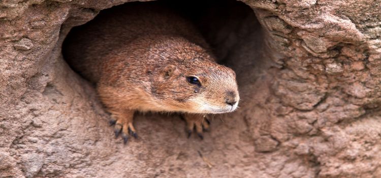 marmot.jpg