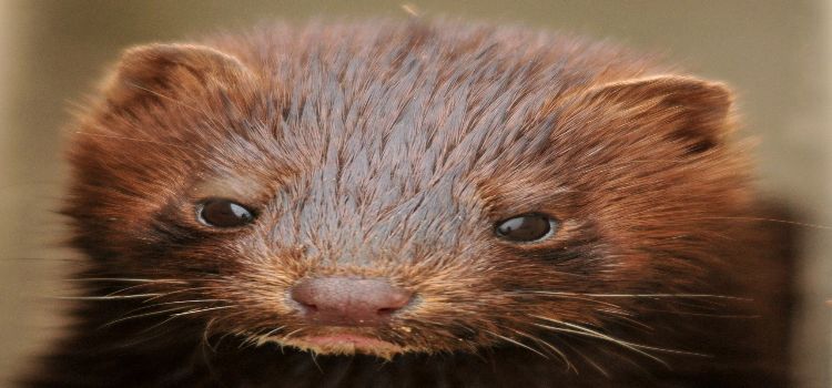 mink.jpg