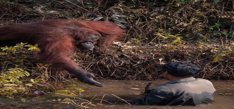 orangutansavesman.jpg
