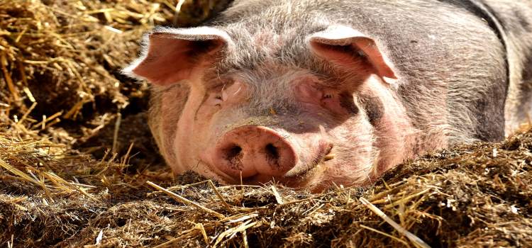 pig.jpg