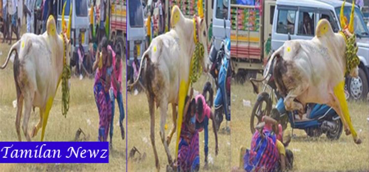 sivagangaijallikattu.jpg
