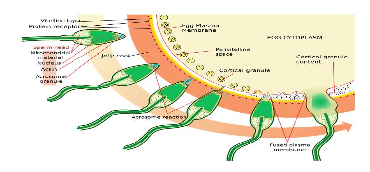 spermdiagram.jpg