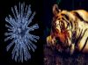 coronatiger