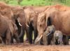 elephantgroup